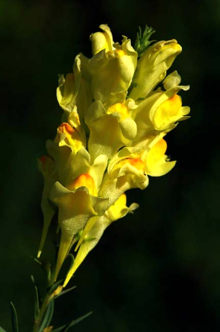 PICT5384
